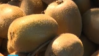 К сбору киви в Сочи подпускают только женщин