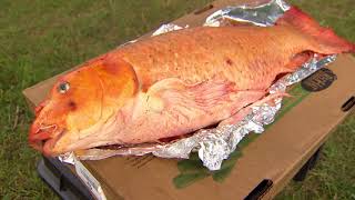 Giant koi fish caught in Alberta pond