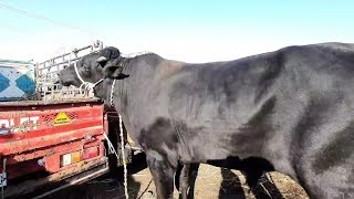 سعر عجل لحم بسم الله ماشاء الله # قناه الحلوين
