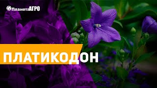 Семена цветов Платикодон ? Ширококолокольчик ? Сад и огород Планета Агро