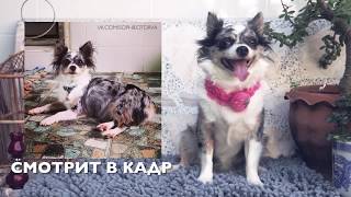 Как фотографировать собак | Ошибки и советы | Чихуахуа Софи