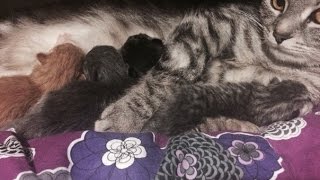 Кормление котят / Кошка "Хамса" и её 3 мальчика и 1 девочка / желудок у котёнка меньше напёрстка
