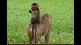 Wow, baby monkey pigtail sit on mum very well, Funny of monkey pigtail