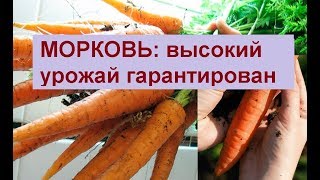 Как вырастить морковь, сажать, удобрять