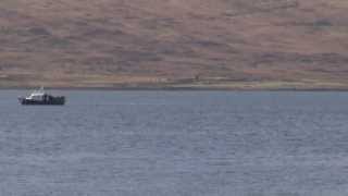 white tailed eagle seen taking fish in loch na keal