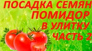 Посадка семян помидор в улитку 2016год часть 2. Посадка семян на рассаду.