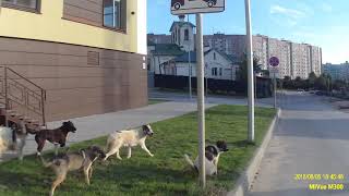 Хотел применить перцовый баллончик против собак