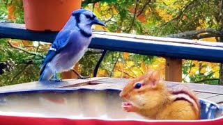 덩치 큰 블루제이를 두려워하지 않는 다람쥐 Chipmunk Is Not Afraid Of Good Looking Blue jay