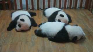 Cute overload! Red pandas. Giant Pandas. Baby Pandas. Fresh Pandas.