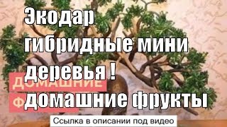 Купить Фруктовые Мини Деревья Для Дома