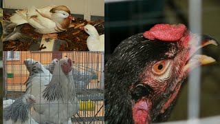 Гордость России 2020 - выставка кур и кроликов. Феникс, брама, кохинхины, гамбурская, бородатая и др