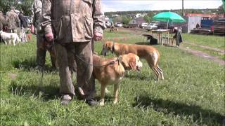 Выставка охотничьих собак.  Ринги гончих. Чебоксары 2015г.
