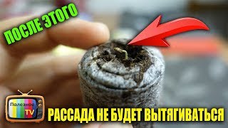 ПОСЛЕ ЭТОГО РАССАДА БОЛЬШЕ НЕ БУДЕТ ВЫТЯГИВАТЬСЯ