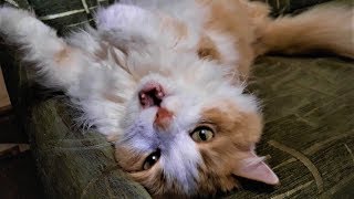 Как очистить ковер от шерсти легко и быстро. How to remove wool from a carpet quickly and easily