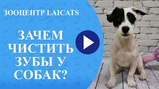 Чистка зубов у собак. Зачем?