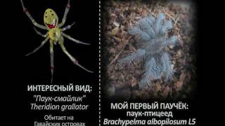 Антифобия (фобия 1 - арахнофобия)