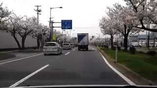 [車載動画] 桜並木と津軽岩木スカイライン