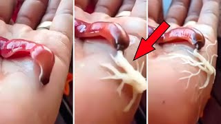 8 НЕВЕРОЯТНЫХ И УЖАСНЫХ СУЩЕСТВ, С КОТОРЫМИ МЫ ЖИВЕМ НА ОДНОЙ ПЛАНЕТЕ