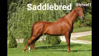 ماهي السرجة في الخيل؟ (Sway Back in Horses)