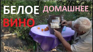 ВИНО из БЕЛОГО ВИНОГРАДА