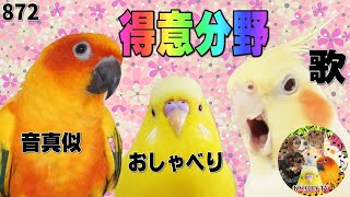 鳥・インコにも得意不得意があるの？歌・おしゃべり・音真似｜セキセイインコ・オカメインコ・コガネメキシコインコ872