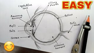 Human Eye Diagram class 10 | How to Draw Human Eye Diagram easy Step by step