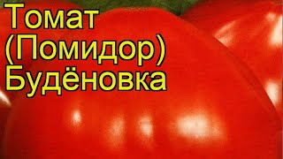 Томат обыкновенный Будёновка. Краткий обзор, описание характеристик Budyonovka