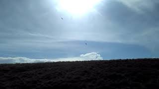 Стая орлов в Дагестане, октябрь 2018 | над горой Акаро, 2 500 м, Хунзах | туризм в Дагестане