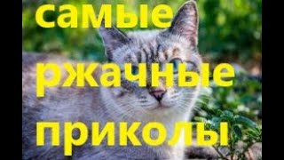 ???ПРИКОЛЫ?С ЖИВОТНЫМИ?ЛУЧШИЕ?СМЕШНЫЕ?КОТЫ?СОБАКИ?ЖИВОТНЫЕ?САМЫЕ РЖАЧНЫЕ ВИДЕО?ДО СЛЁЗ#7