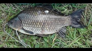 Долгожданная ловля карася весной на удочку