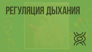 Регуляция дыхания. Видеоурок по биологии 8 класс