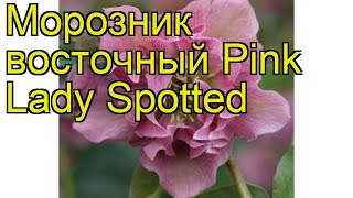 Морозник восточный Пинк Леди Споттед. Краткий обзор helleborus orientalis Pink Lady Spotted