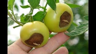 Используйте это!!! Вершинная гниль убегает, как трус!!!