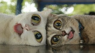 10 СЕКСУАЛЬНЫХ РИТУАЛОВ ЖИВОТНЫХ, КОТОРЫЕ ВАС ШОКИРУЮТ