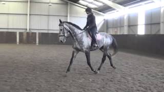 Ex-racehorse to Event Horse in progress: 3 months flatwork training - comparison video