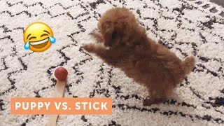 Toy Poodle vs. Back Scratcher Stick