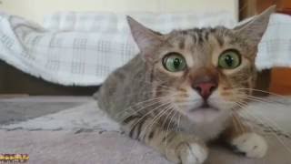 Best Funny Cat  in the world - Cat videos Compilation 2016