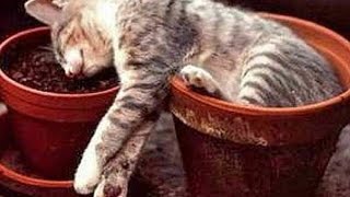 ЛУЧШИЕ ПРИКОЛЫ С КОШКАМИ 2017, КОТЫ И КОТЯТА ПОДБОРКА С ЖИВОТНЫМИ / FUNNY CATS, DOGS, ANIMALS №21