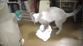 Кот ругается и моет пол.