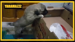 CADALOZ ADAMI GÜLMEKTEN ÖLDÜRÜR - ETE SALDIRIYOR  #kangal #malaklı