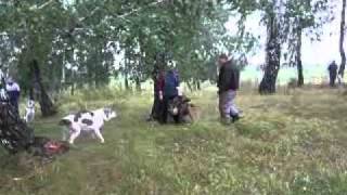Зарифи кусь 2
