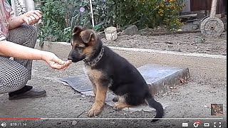Начальная дрессировка. The initial training of dogs.Щенок  немецкой овчарки.Одесса.