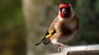 CD ΚΑΡΔΕΡΙΝΑΣ ΕΚΠΑΙΔΕΥΤΙΚΟ (Carduelis Singing) *HQ* VOL 2