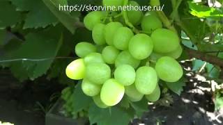 Ранние сорта винограда 2019. Дарья и Ландыш