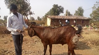 Village goat farm