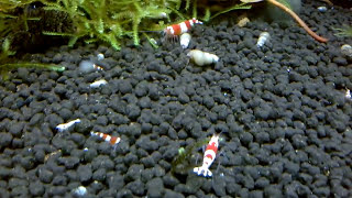 Breeding Crustal Red Shrimp - Shrimp Sex