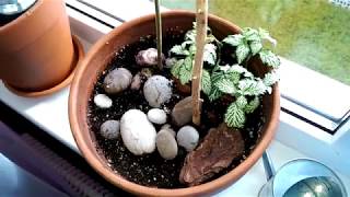 Мои комнатные цветы ч. 2