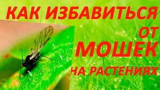 Срочно! Как избавиться от мошек на рассаде? Легко - Суперспособ!