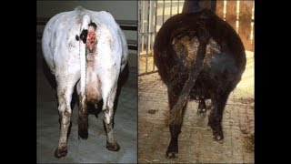 வயிறு உப்புதல் நோய்  கால்நடைகளில் / Bloat in Cattle