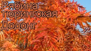 Рябина тюрингская Додонг (аronia dodong) ? рябина Додонг обзор: как сажать крупномеры рябины Додонг